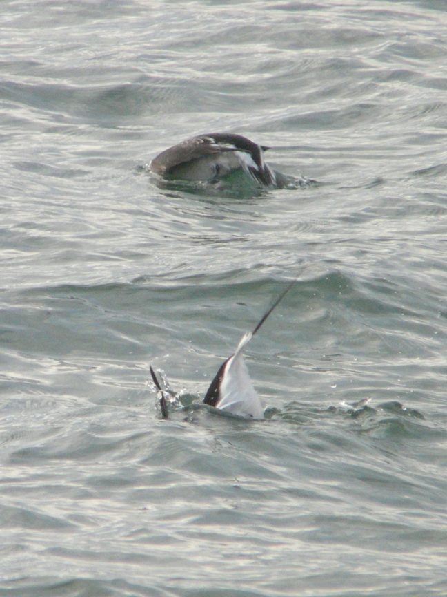 pair of long-tailed ducks (diving) Pair of long-tailed ducks (diving), Rockland Breakwater, Rockland, Maine, 26 January 2010.
