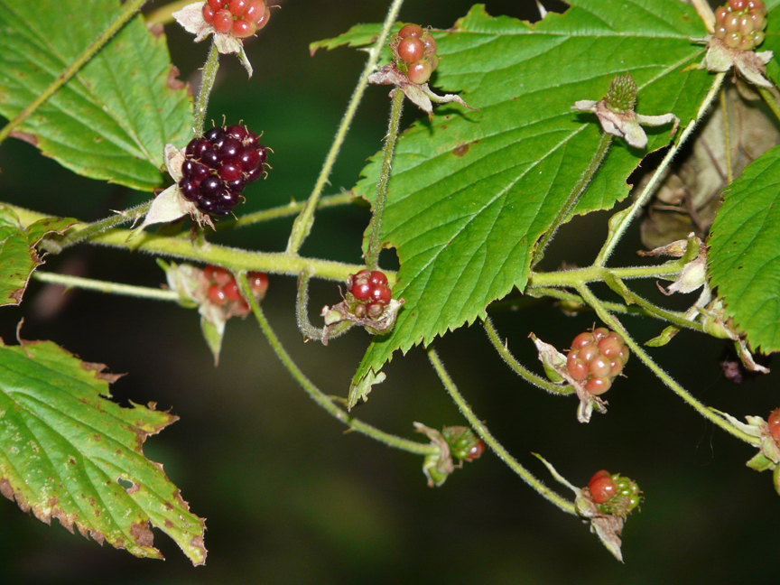 blackberries Blackberries, Beech Hill, Rockport, Maine, 28 July 2010.