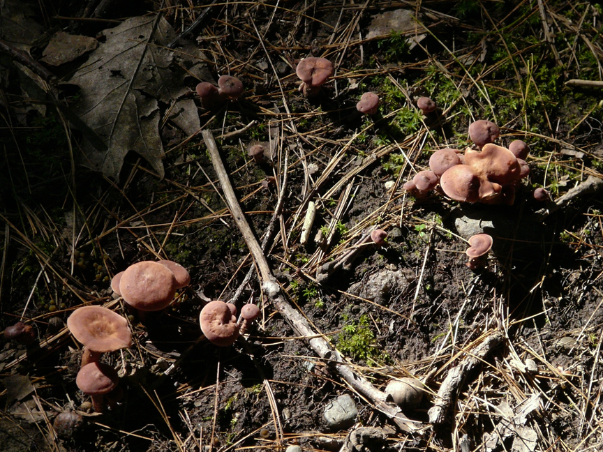 little mushrooms Miniatures, Beech Hill, Rockport, Maine, 26 July 2010.