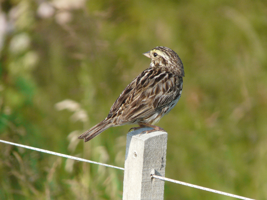 savannah sparrow Savannah sparrow, Beech Hill, Rockport, Maine, 28 July 2010.
