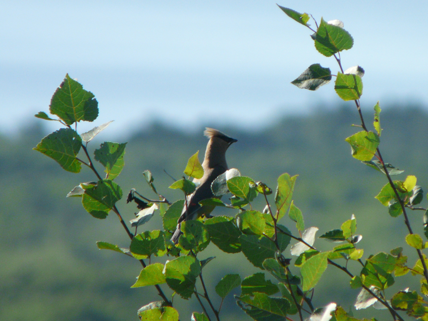 cedar waxwing Cedar waxwing, Beech Hill, Rockport, Maine, 26 July 2010.