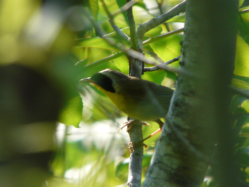 common yellowthroat Common yellowthroat, Beech Hill, Rockport, Maine, 26 July 2010.