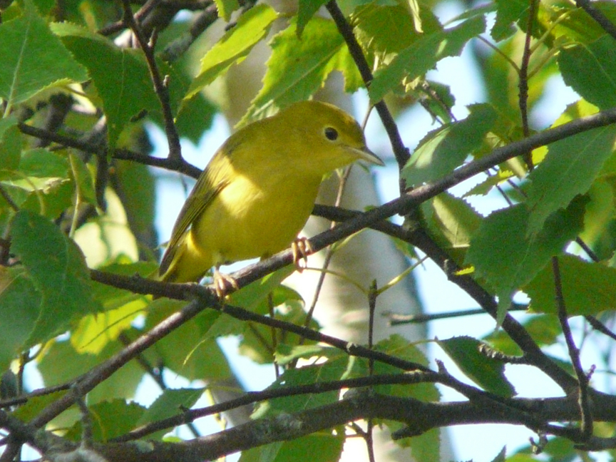 yellow warbler (female) Yellow warbler (female), Beech Hill, Rockport, Maine, 28 July 2010.