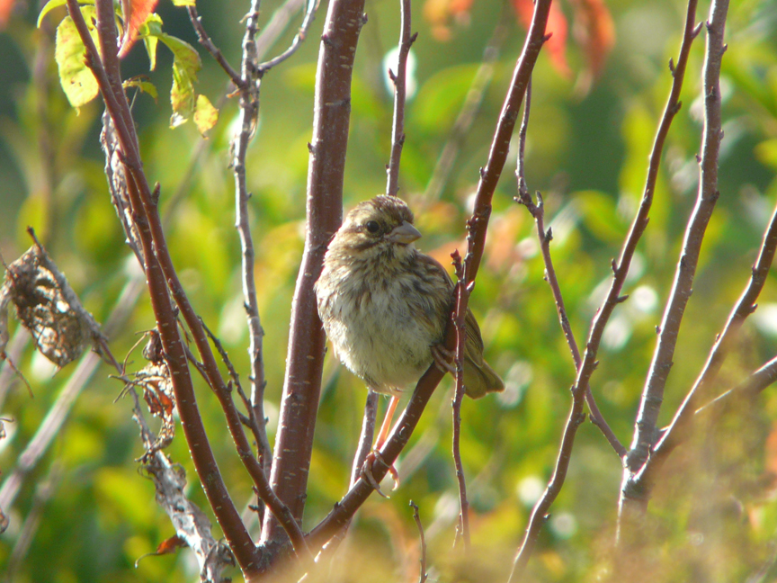 song sparrow (juvenile) Song sparrow (juvenile), Beech Hill, Rockport, Maine, 09 September 2010.
