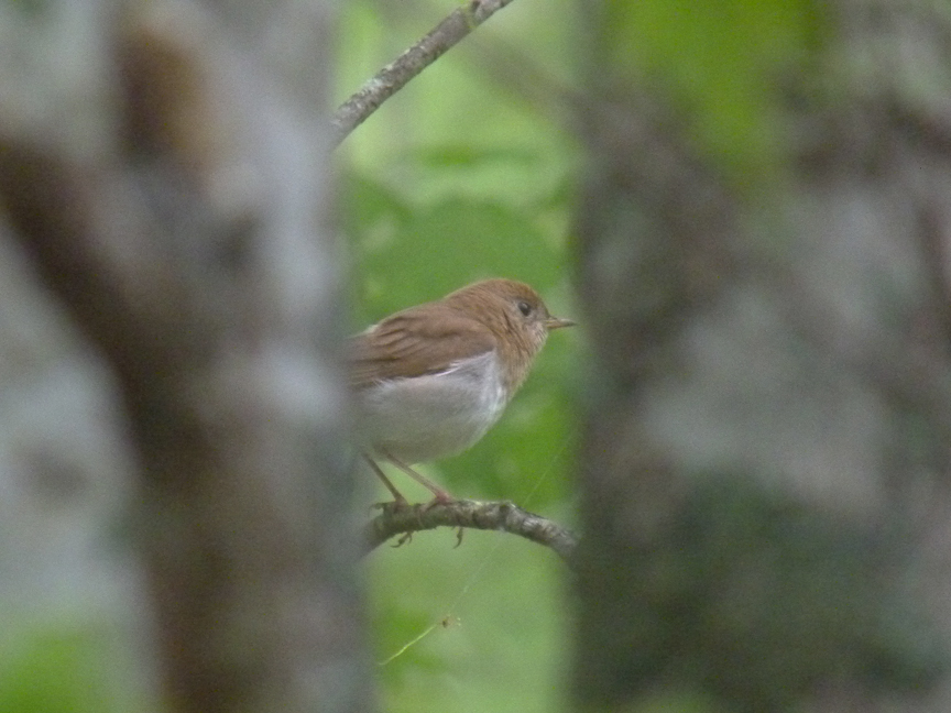 veery Veery (Beech Hill, Rockport, Maine, 26 May 2011).