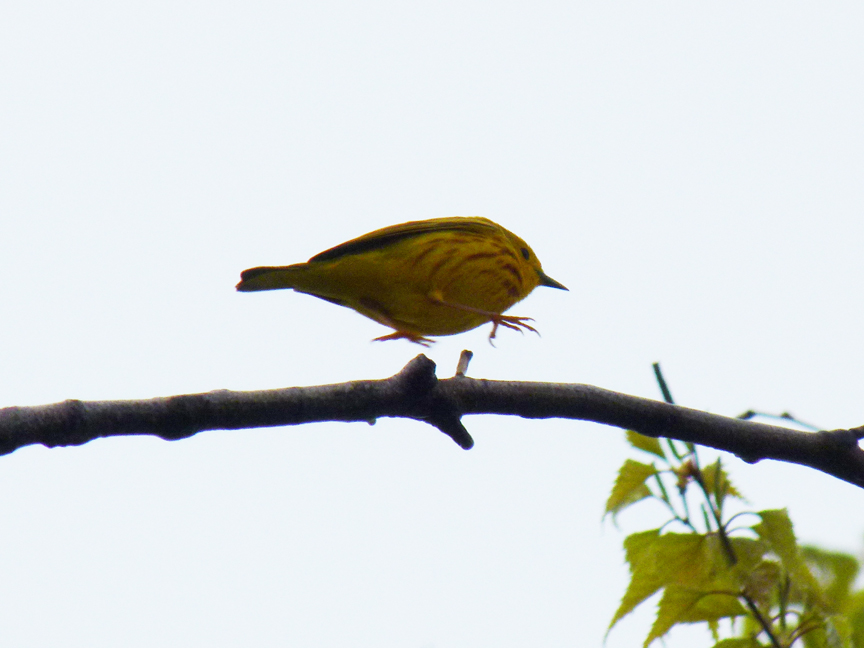 yellow warbler Yellow warbler (Beech Hill, Rockport, Maine, 27 May 2011).
