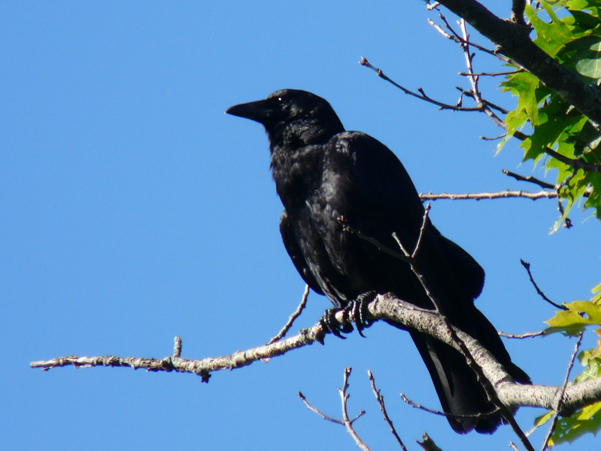 American crow American crow, Glen Cove, Rockport, Maine, 27 July 2011.