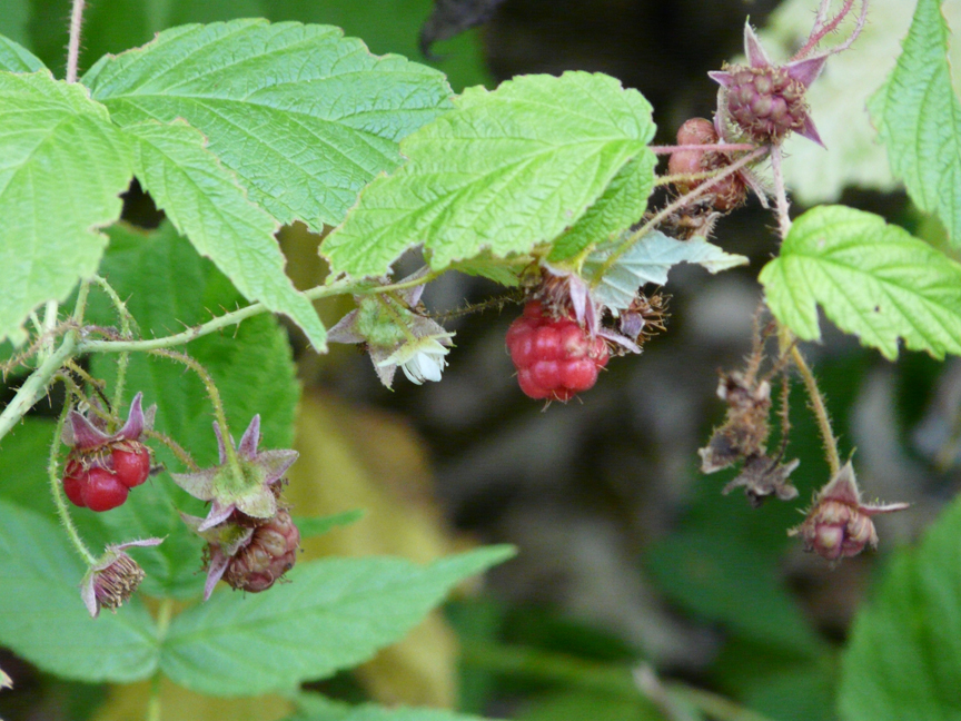 wild raspberries Wild raspberries, Beech Hill, Rockport, Maine, 28 July 2011.