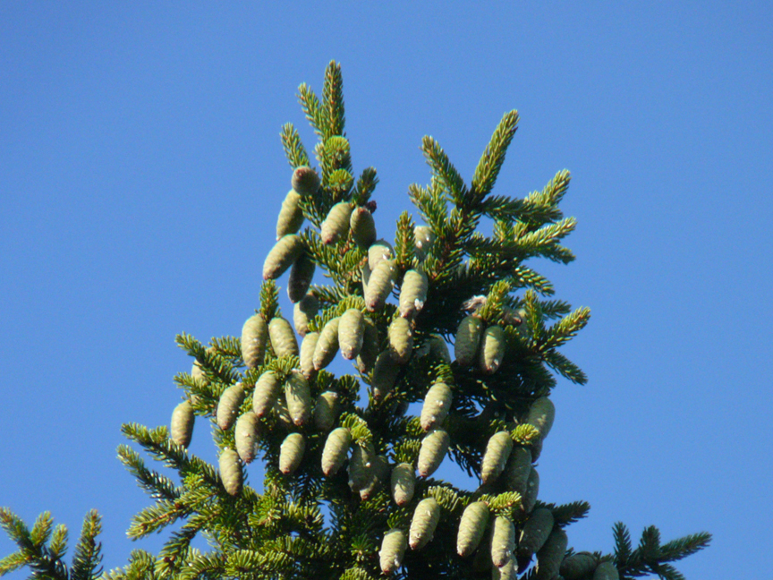 spruce cones Spruce cones, Beech Hill, Rockport, Maine, 28 July 2011.
