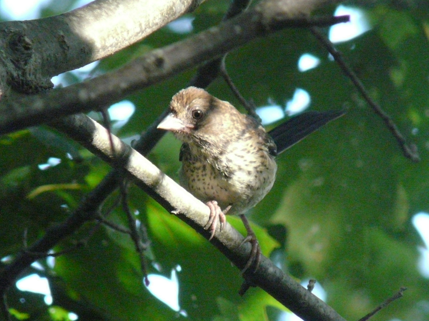 eastern towhee (juvenile) Eastern towhee (juvenile), Beech Hill, Rockport, Maine, 27 July 2011.