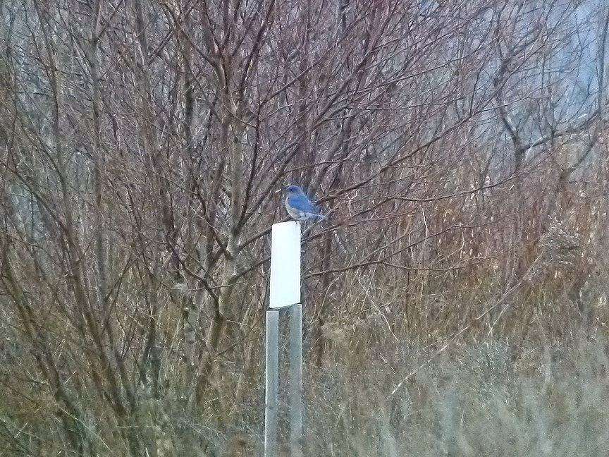 eastern bluebird Eastern bluebird, Beech Hill, Rockport, Maine, 15 March 2012.