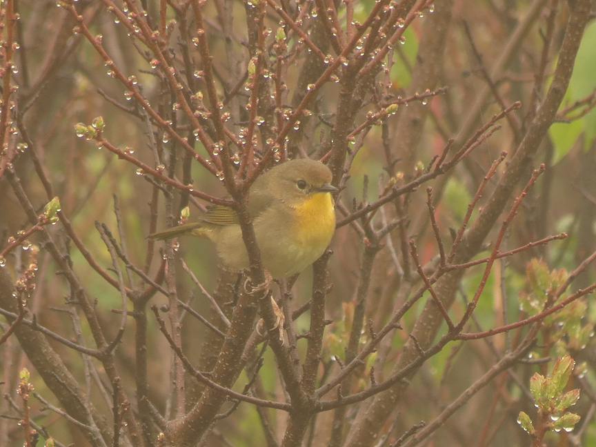common yellowthroat Common yellowthroat (female), Beech Hill, Rockport, Maine, 16 May 2012.