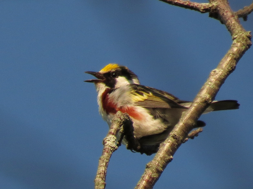 chestnut-sided warbler (male) Chestnut-sided warbler (male), Beech Hill, Rockport, Maine, 05 July 2012.