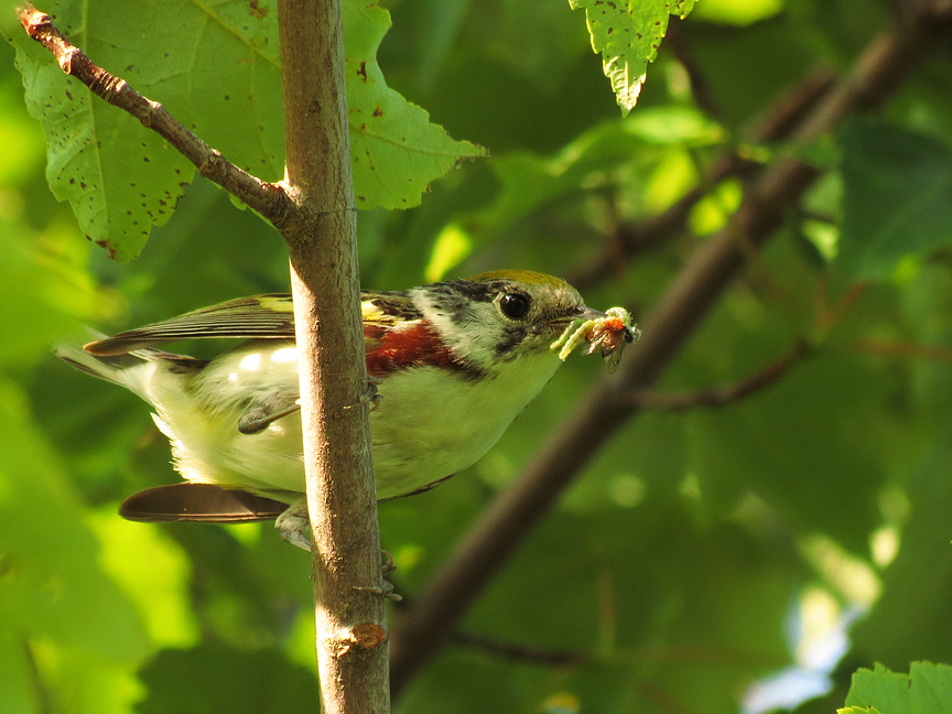 chestnut-sided warbler (female) Chestnut-sided warbler (female), Beech Hill, Rockport, Maine, 05 July 2012.