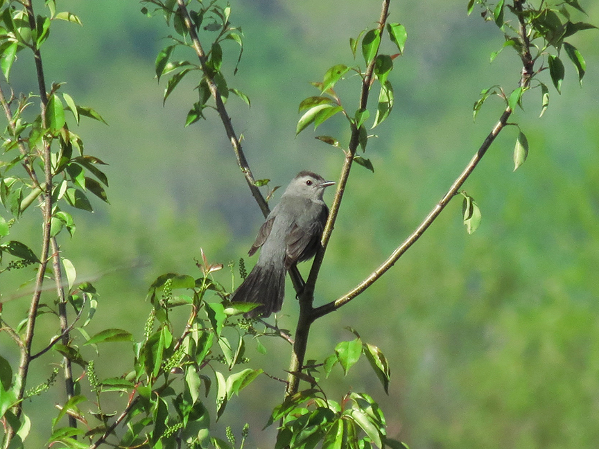 gray catbird Gray catbird, Beech Hill, Rockport, Maine, 28 May 2013.