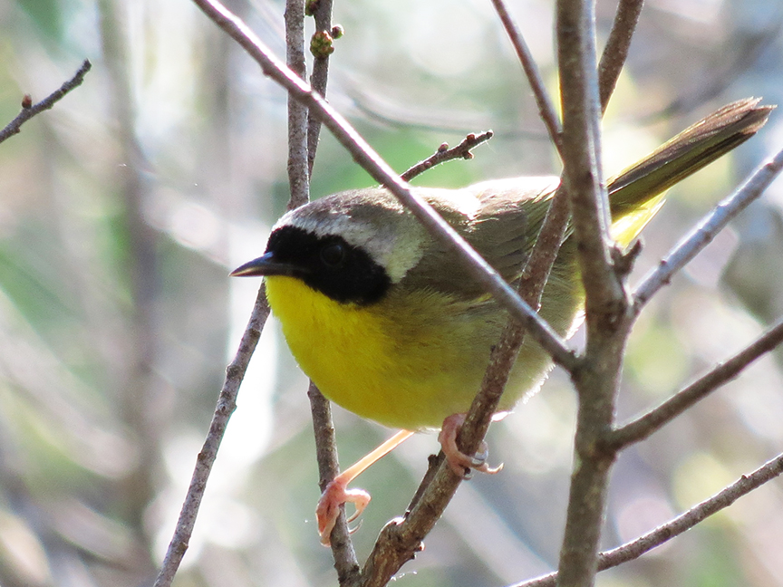 common yellowthroat Common yellowthroat, Beech Hill, Rockport, Maine, 28 May 2013.