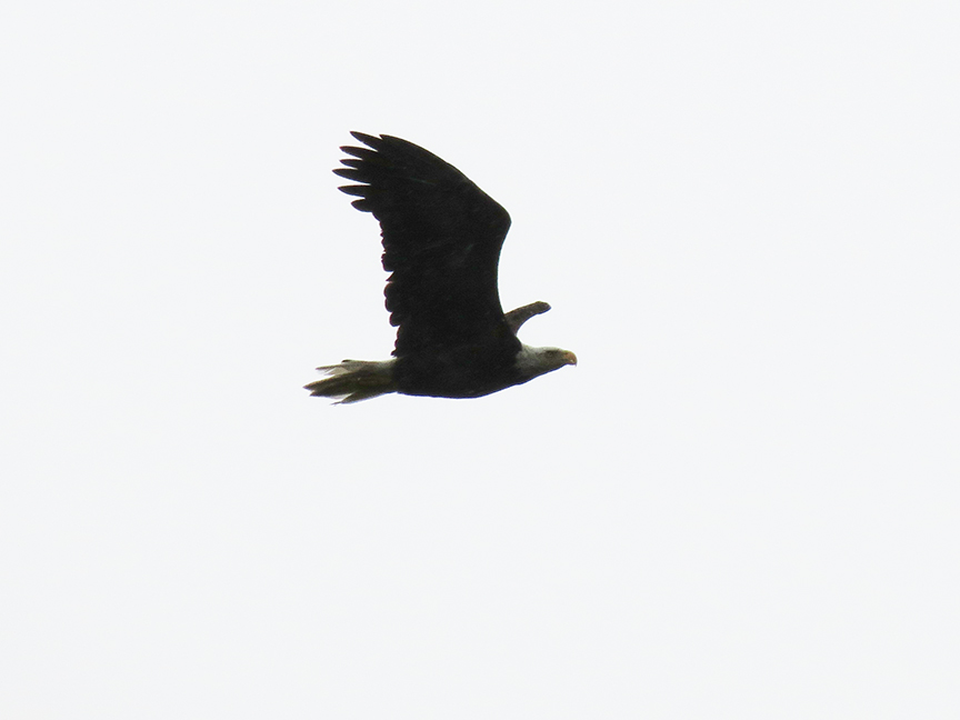 bald eagle Bald eagle, Beech Hill, Rockport, Maine, 26 May 2013.