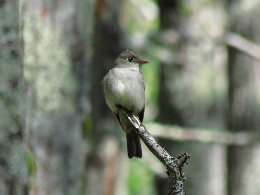 eastern wood-pewee Eastern wood-pewee, Beech Hill, Rockport, Maine, 27 May 2013.