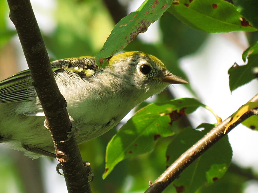 Chestnut-sided warbler (juvie), Beech Hill Preserve, Rockport, Maine, 18 July 2013.
