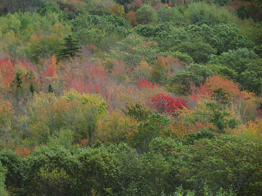 Early color, from Beech Hill Preserve, Rockport, Maine, 06 October 2013.