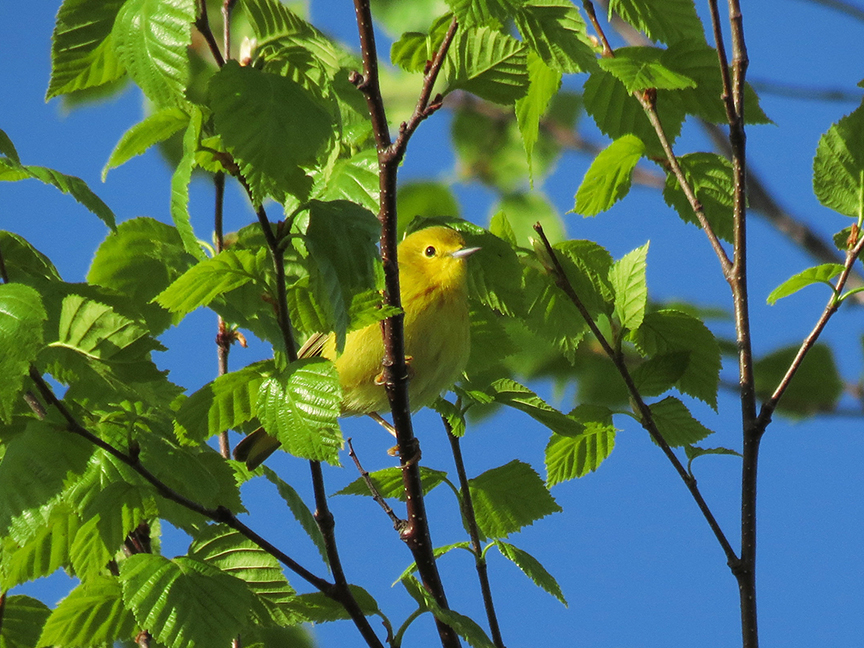 Yellow Warbler, Beech hill Preserve, Rockport, Maine, 29 May 2014.