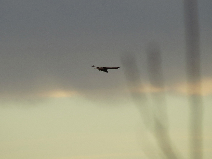 Red-tailed Hawk, Beech Hill Preserve, Rockport, Maine, 22 November 2014.