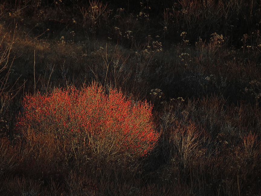Winterberry, Beech Hill Preserve, Rockport, Maine, 26 December 2015.