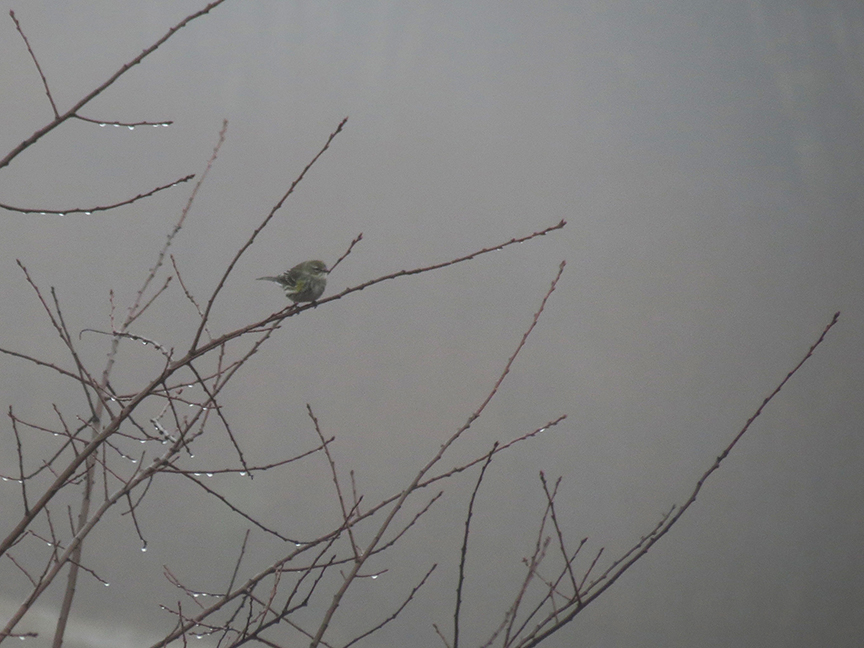 Yellow-rumped Warbler, Beech Hill Preserve, Rockport, Maine, 27 December 2015.