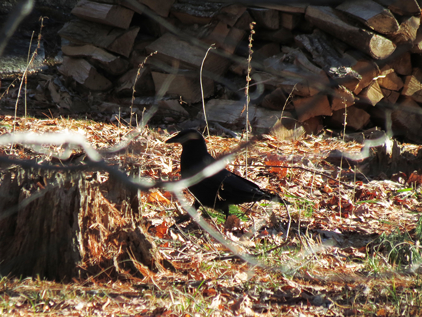 American Crow, near Mount Battie, Camden, Maine, 19 March 2016. American Crow, near Mount Battie, Camden, Maine, 19 March 2016.