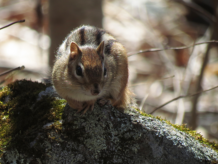 Eastern Chipmunk, Beech Hill Preserve, Rockport, Maine, 14 April 2016. Eastern Chipmunk, Beech Hill Preserve, Rockport, Maine, 14 April 2016.