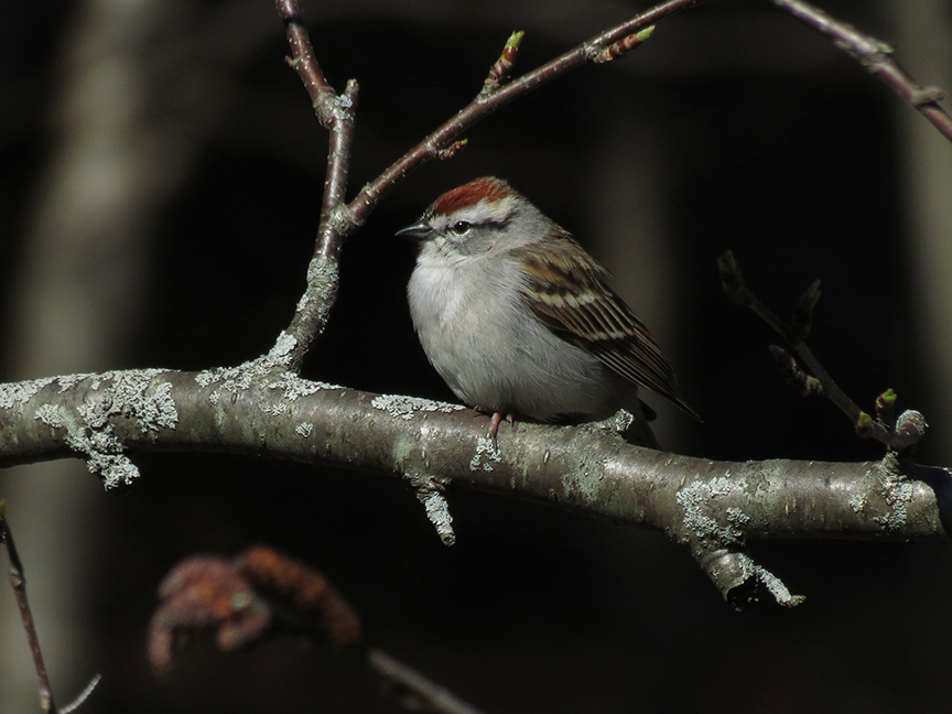 Chipping Sparrow, near Mount Battie, Camden, Maine, 28 April 2016. Chipping Sparrow, near Mount Battie, Camden, Maine, 28 April 2016.
