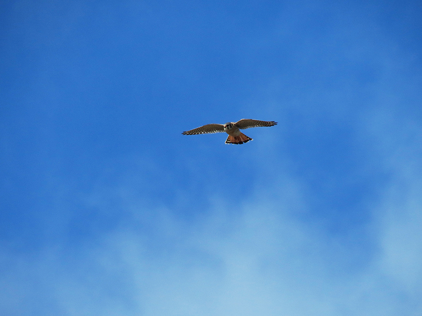 American Kestrel, Beech Hill Preserve, Rockport, Maine, 29 April 2016. American Kestrel, Beech Hill Preserve, Rockport, Maine, 29 April 2016.