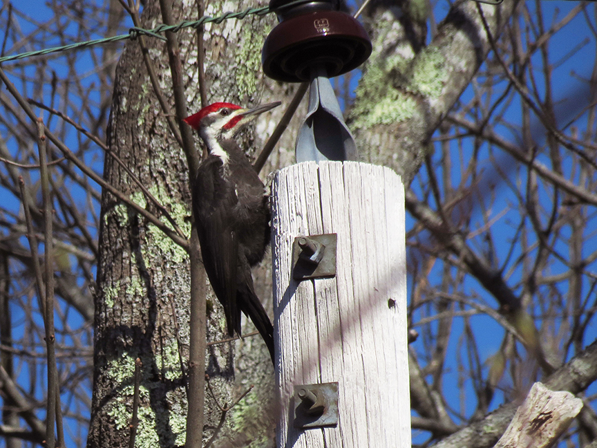 Pileated Woodpecker, Beech Hill Preserve, Rockport, Maine, 30 April 2016. Pileated Woodpecker, Beech Hill Preserve, Rockport, Maine, 30 April 2016.