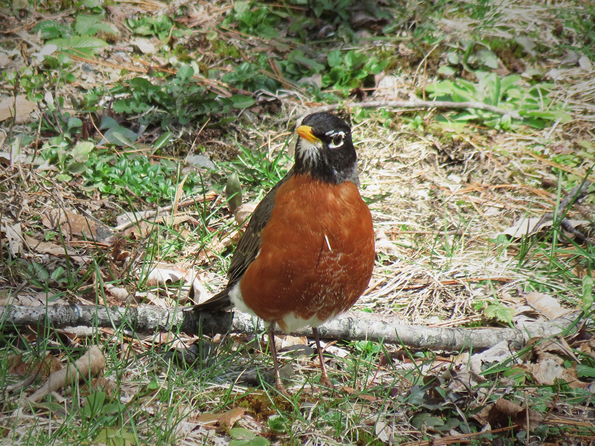 American Robin, Beech Hill Preserve, Rockport, Maine, 14 April 2016. American Robin, Beech Hill Preserve, Rockport, Maine, 14 April 2016.
