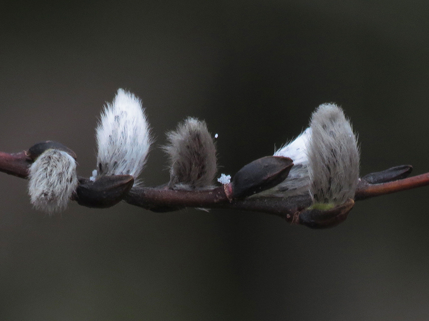 Snowflake, Beech Hill Preserve, Rockport, Maine, 04 April 2015. Snowflake, Beech Hill Preserve, Rockport, Maine, 04 April 2015.