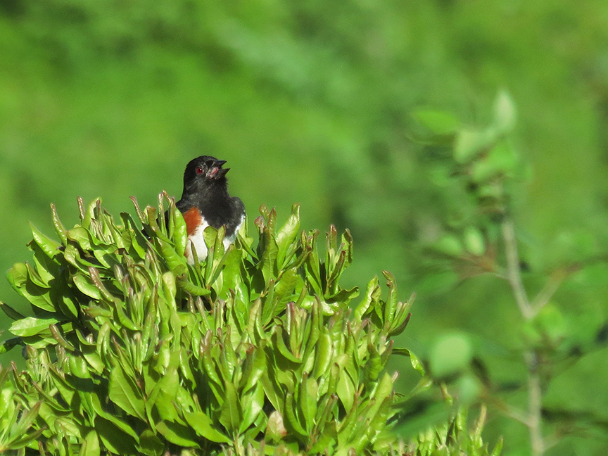 Eastern Towhee, Beech Hill Preserve, Rockport, Maine, 20 June 2016.