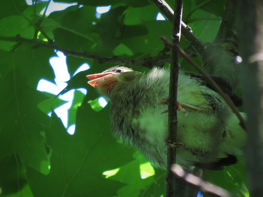 Cedar Waxwing fledgling, Beech Hill Preserve, Rockport, Maine, 30 July 2016. Cedar Waxwing fledgling, Beech Hill Preserve, Rockport, Maine, 30 July 2016.