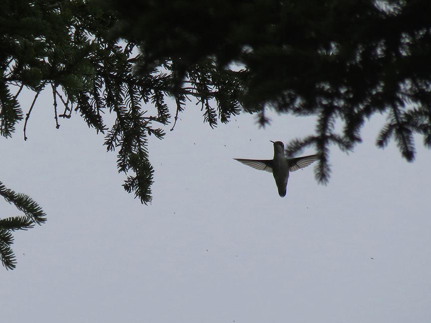 Ruby-throated Hummingbird catching flies, Beech Hill Preserve, Rockport, Maine, 30 August 2016. Ruby-throated Hummingbird catching flies, Beech Hill Preserve, Rockport, Maine, 30 August 2016.