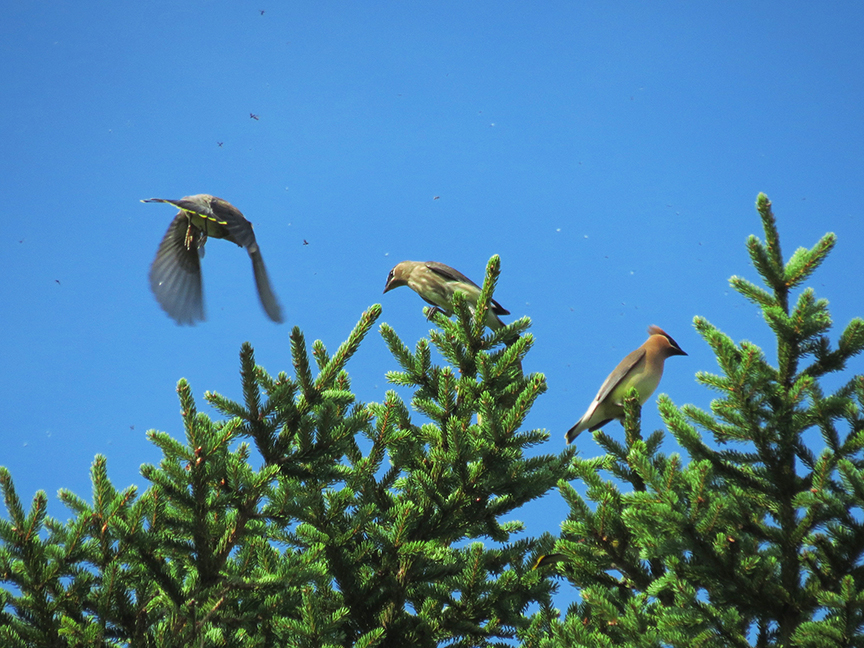 Fly hatch (and Cedar Waxwings), Beech Hill Preserve, Rockport, Maine, 12 August 2016.