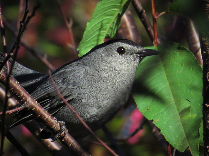 Gray Catbird, Beech Hill Preserve, Rockport, Maine, 26 September 2016. Gray Catbird, Beech Hill Preserve, Rockport, Maine, 26 September 2016.