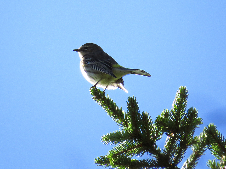 Yellow-rumped Warbler, Beech Hill Preserve, Rockport, Maine, 26 September 2016. Yellow-rumped Warbler, Beech Hill Preserve, Rockport, Maine, 26 September 2016.