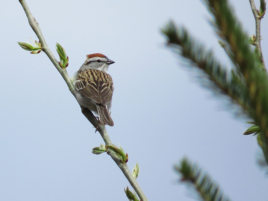 Click for larger view. Chipping Sparrow, Beech Hill Preserve, Rockport, Maine, 29 April 2017.