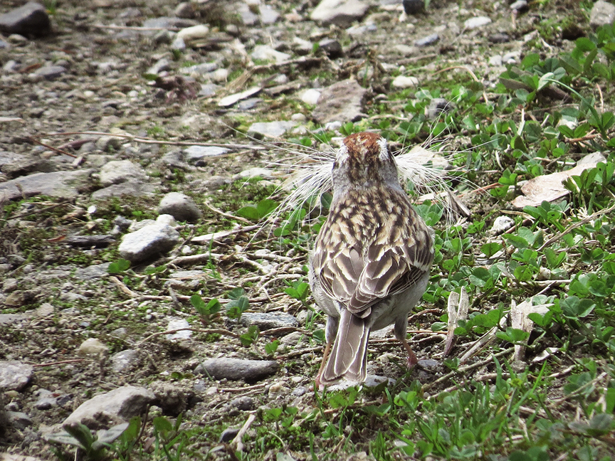 Click for larger view. A chipping sparrow collects a beakful of individual hairs shed by Jack, my dog. (Rockport, Maine, 29 April 2017.)