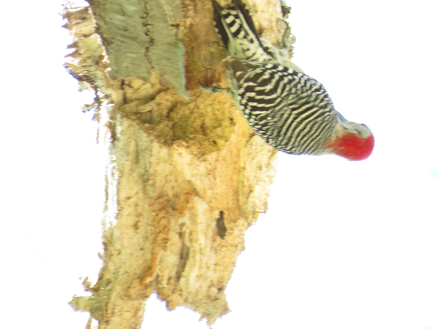 Click for larger view. Red-bellied Woodpecker, Beech Hill Preserve, Rockport, Maine, 21 May 2017.