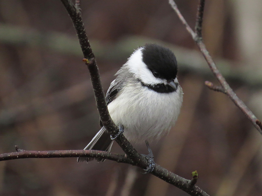 Click for larger view. Black-capped Chickadee, Beech Hill Preserve, Rockport, Maine, 07 May 2017.