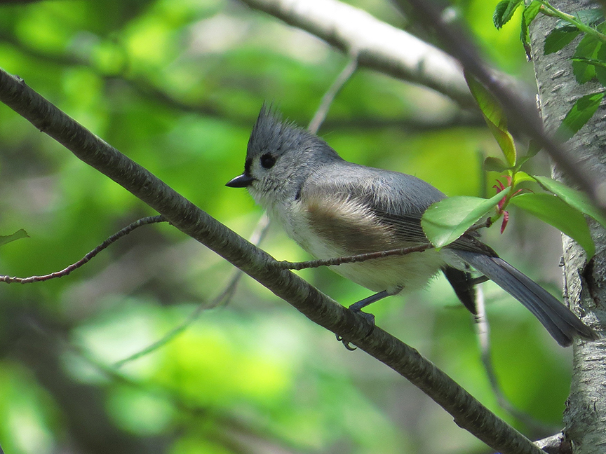 Click for larger view. Tufted Titmouse, Rockport, Maine, 20 May 2017.