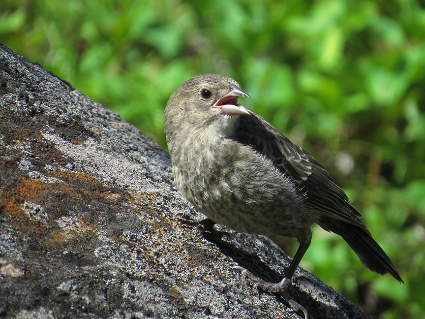 Click for larger view. Brown-headed Cowbird (juvenile), Beech Hill Preserve, Rockport, Maine, 28 June 2017.