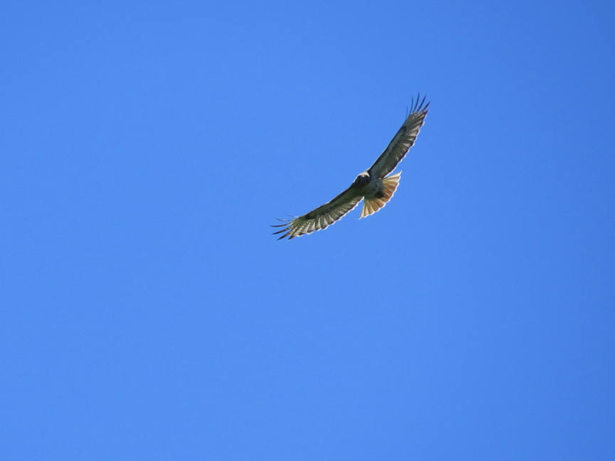 Click for larger view. Red-tailed Hawk, Beech Hill Preserve, Rockport, Maine, 20 June 2017.