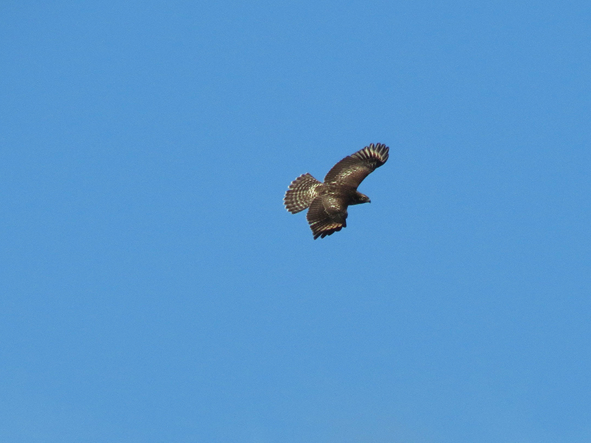 Click for larger view. Red-shouldered Hawk (immature), Beech Hill Preserve, Rockport, Maine, 13 August 2017.