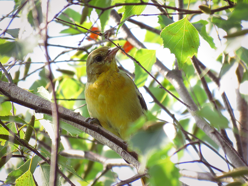 Click for larger view. Baltimore Oriole (juvie), Beech Hill Preserve, Rockport, Maine, 22 August 2017.